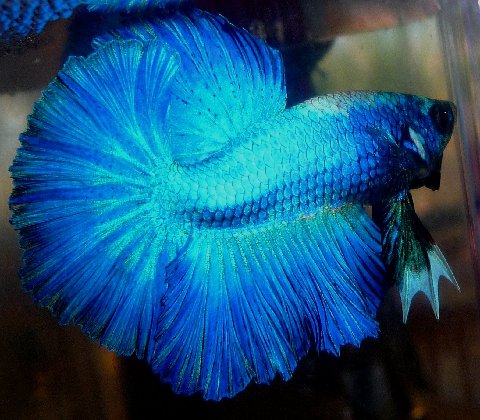 Dedicated to the Keeping & Breeding of Betta splendens